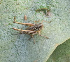 Modestana ebneri