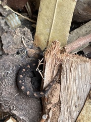 Christinus marmoratus