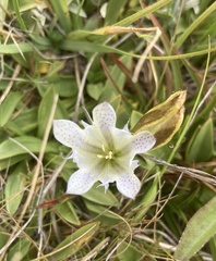 Gentiana newberryi
