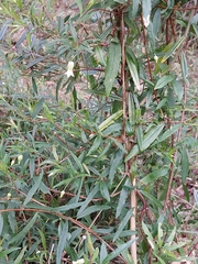 Billardiera mutabilis