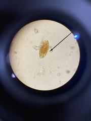 Euglena