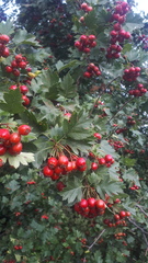 Crataegus sanguinea