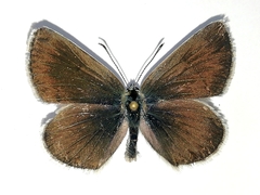 Eumedonia eumedon