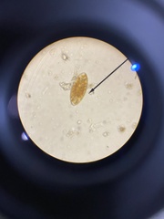 Euglena