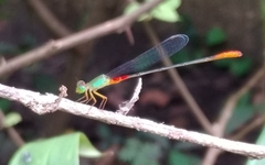 Ceriagrion cerinorubellum