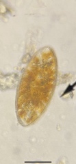 Euglena