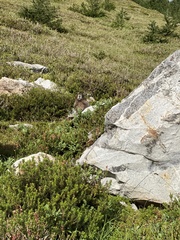Marmota caligata