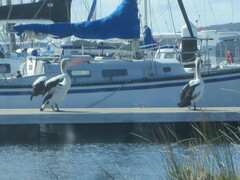 Pelecanus conspicillatus