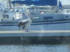 Pelecanus conspicillatus