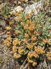Oligogonum