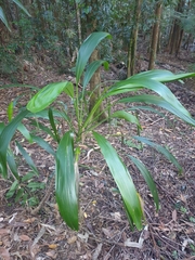 Cordyline petiolaris
