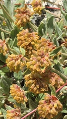 Oligogonum