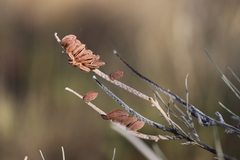 Grevillea eriostachya
