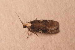 Agonopterix liturosa