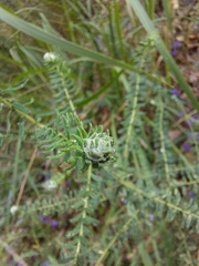 Ozothamnus