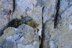 Crassula tomentosa