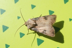 Agrotis puta