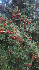 Crataegus sanguinea
