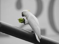 Cacatua sulphurea