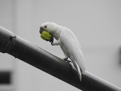 Cacatua sulphurea