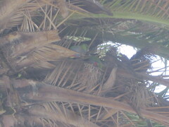 Purpureicephalus spurius