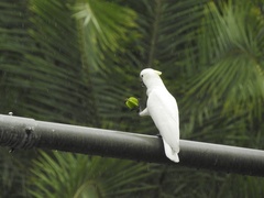 Cacatua sulphurea
