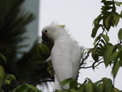 Cacatua sulphurea