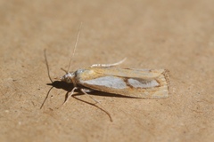 Catoptria pinella