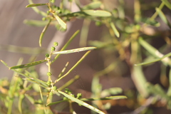 Acacia ligulata