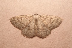 Charissa obscurata