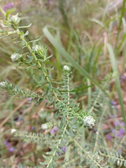 Ozothamnus