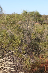 Acacia ligulata