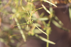 Acacia ligulata