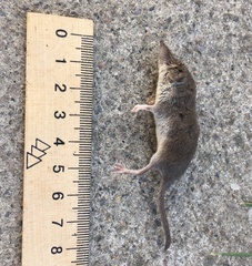 Crocidura suaveolens