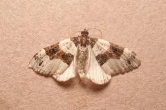 Cosmorhoe ocellata