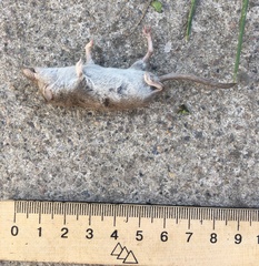 Crocidura suaveolens