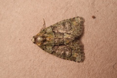 Cryphia pallida