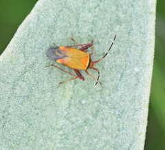 Adelphocoris vandalicus