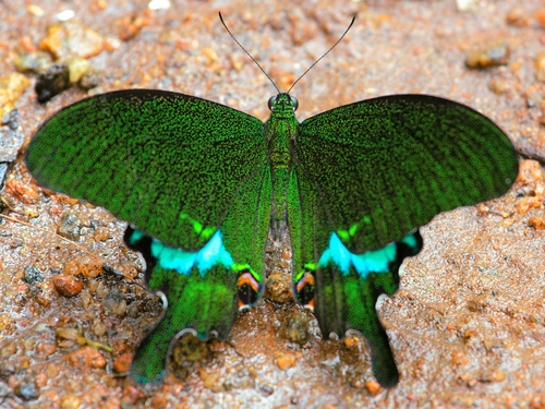 Paris Peacock Swallowtail photo 5