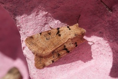 Eugnorisma arenoflavida