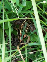 Lithobates sphenocephalus utricularius