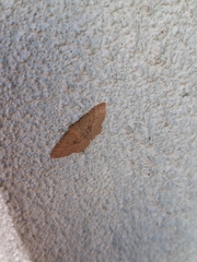 Epicyme rubropunctaria