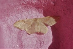 Idaea rubraria