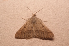 Isturgia murinaria