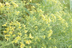 Euthamia graminifolia nuttallii