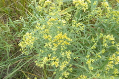 Euthamia graminifolia nuttallii