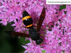 Orancistrocerus drewseni