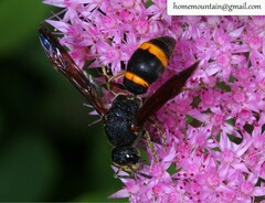 Orancistrocerus drewseni