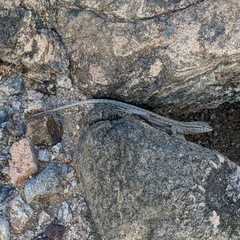 Uta stansburiana elegans