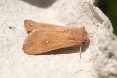 Mythimna albipuncta